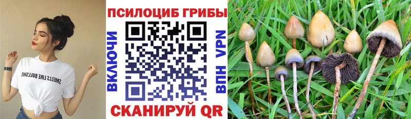 Галлюциногенные грибы Psilocybe  купить наркоту  Муром 